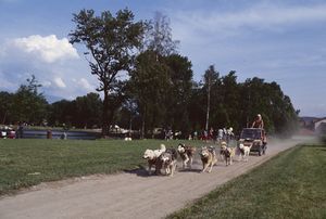 Animation chien de traîneau au parc de l'ovalie 1992