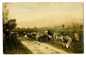 La bergère et ses moutons dans les champs d'Echirolles 1919
