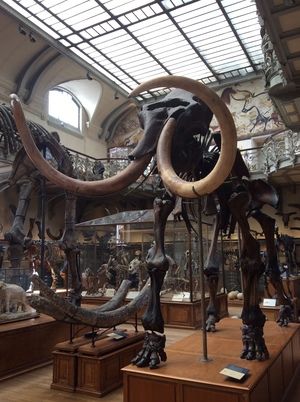 Galerie d'Anatomie comparée et de Paléontologie 2015