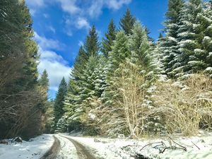 Déjà la neige en forêt 2017