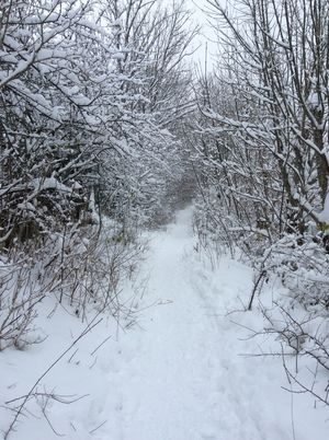 Chemin sous la neige, le Sappey 2014