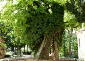 Square Viviani,  le plus vieil arbre, un Robinier, planté en 1601 2013