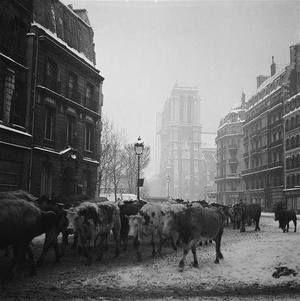 Troupeau conduit à l’abattoir pour le ravitaillement de Paris, hiver 1945 1945