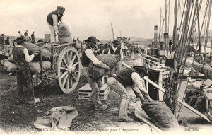 Envoi des sacs d'oignons pour l'Angleterre 1900